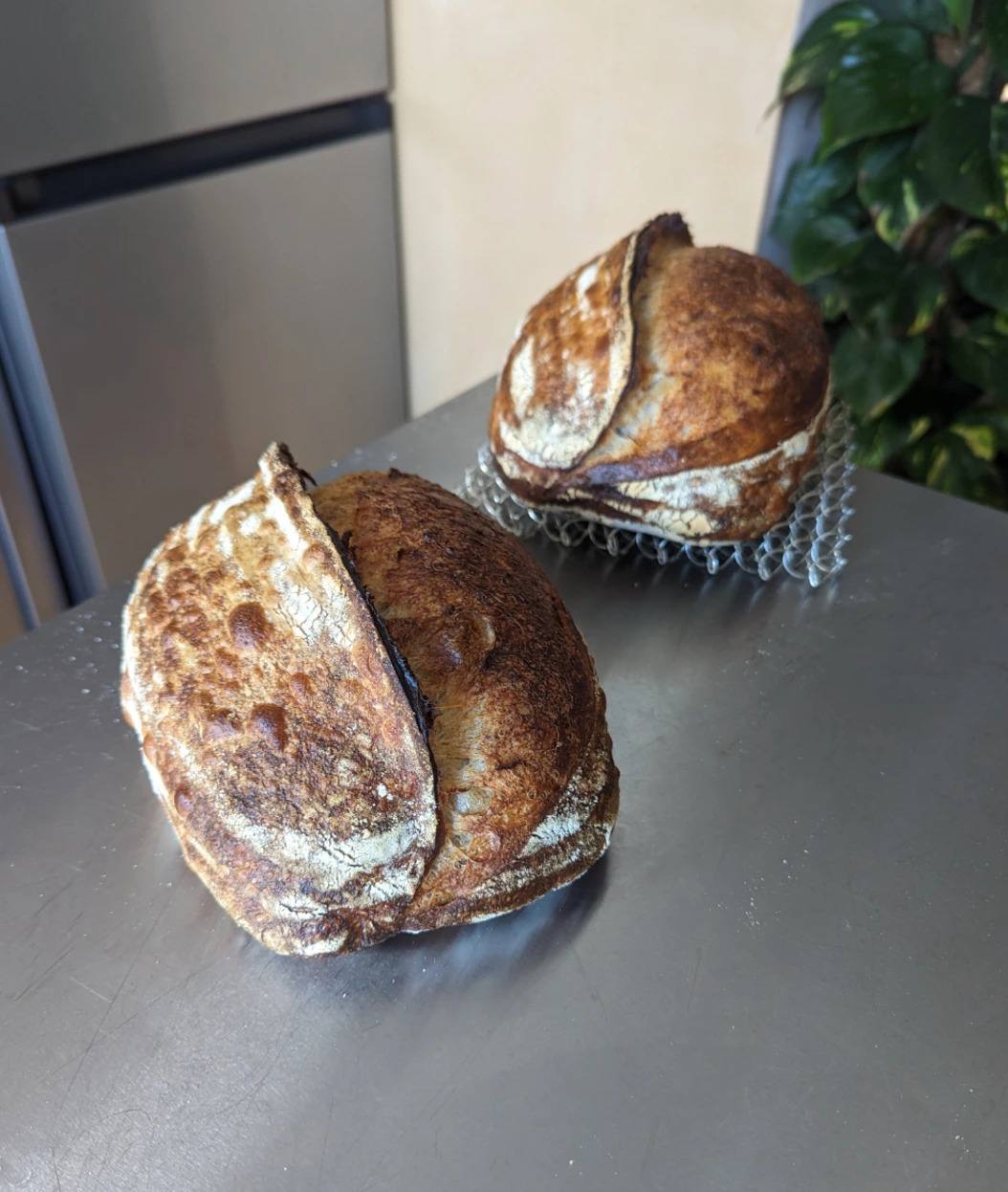 Two loaves of crusty sourdough on a steel counter.